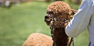 UNA FIBRA DE ALPACA MEJORADA