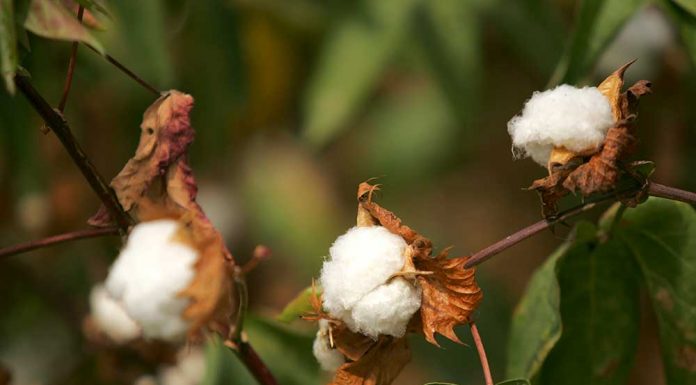 ALGODÓN ORGÁNICO VS ALGODÓN RECICLADO