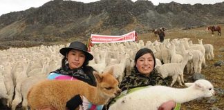 Alpaca del Perú ingresa a las ventas en plataformas virtuales a través de Alibaba