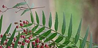COLORANTES NATURALES, TÉCNICAS ANCESTRALES APLICADAS AL PRESENTE