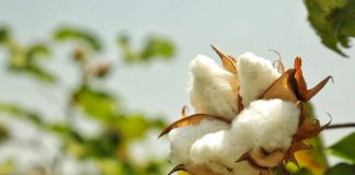 GOTS: VERIFICACIÓN DE TEXTILES ORGÁNICOS