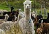 ¿Es la alpaca una fibra Ignífuga?