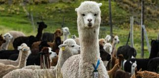 ¿Es la alpaca una fibra Ignífuga?