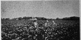 La familia Hilbck, el algodón del país y pima en Piura hace cien años