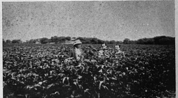 La familia Hilbck, el algodón del país y pima en Piura hace cien años