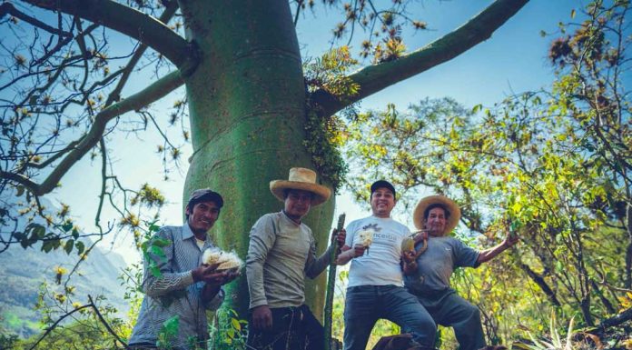Fibra del ceibo de los bosques secos del perú: un tesoro natural para la industria textil