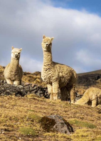 Crece la demanda internacional de fibra de alpaca y sus derivados
