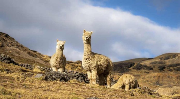 Crece la demanda internacional de fibra de alpaca y sus derivados