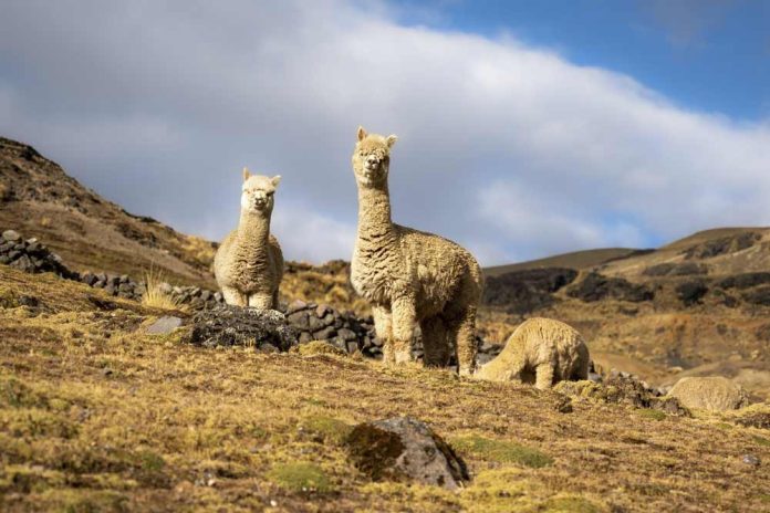 Alpaca-ADEX-prensa-(1)