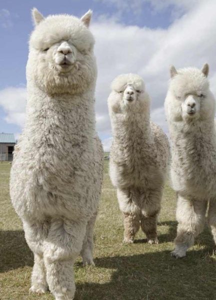 Acero y dióxido de carbono supercrítico en un proceso textil